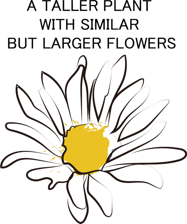 亚马逊运营高级技巧（亚马逊运营底薪一般多少）