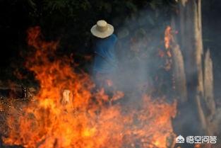 最新巴西亚马逊消息（巴西亚马逊州）