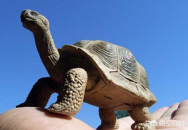 大洋龟跨境电商（个人如何做跨境电商）